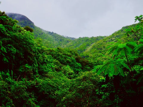 Amazon Rainforest