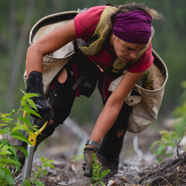 reforestation done right