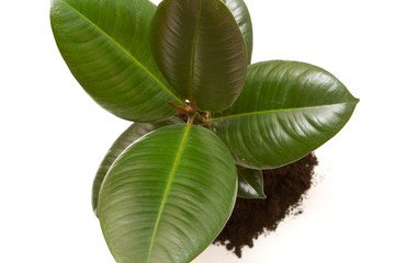 Rubber plant (Ficus elastica)