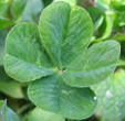 Four Leaf Clover Luck Charm