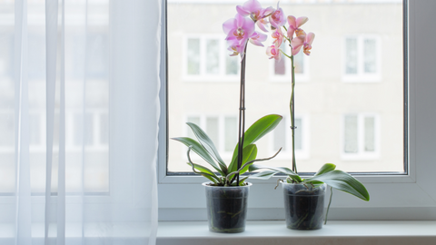 Zimmerpflanzen: Orchidee
