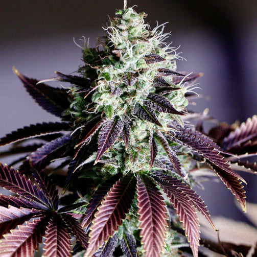 Find Out Why The Purple Punch Strain Is One Of The World's Best