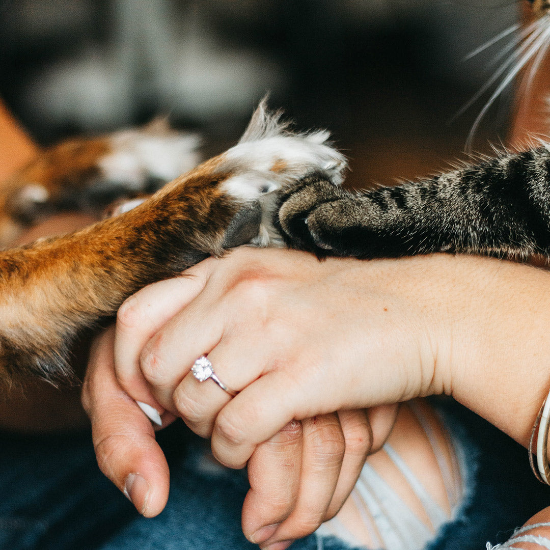 What To Know About Adopting A Pet
