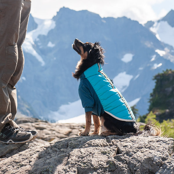A small black dog and a human on a rocky outcropping in the mountains, which are visible in the background. The dog is looking up at the human, and wearing a Water-Repellent Reflective Active Pro-Fit Dog Coat from FurHaven Pet Products