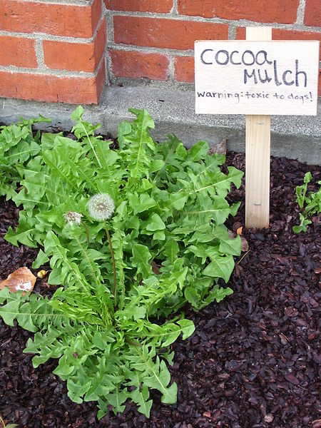 A plant in a soil bed using cocoa mulch at FurHaven Pet Products