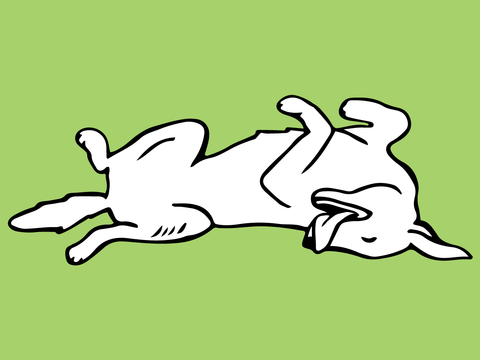 A doodle of a dog lying on it's back with it's tummy up, tongue out, and paws in the air on a green background at FurHaven.