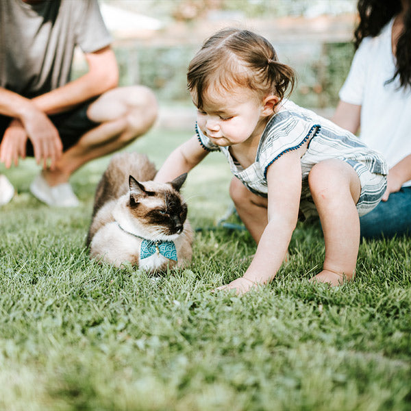 Out on a grass lawn, a small child gives a cream, brown and white cat pats on the head, from Furhaven Pet Products