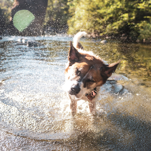 A dog making a splash in a sunlit body of water at FurHaven Pet Products