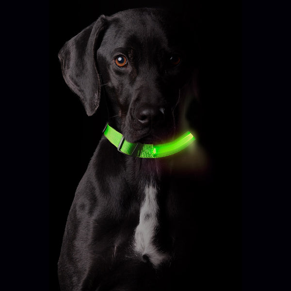 A black dog wearing a FurHaven LED Light Up Safety Collar