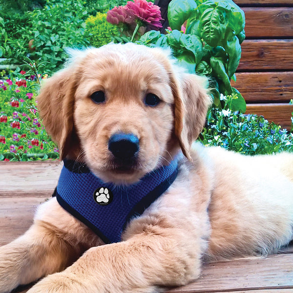 A puppy wearing a FurHaven Soft And Comfy Pet Harness