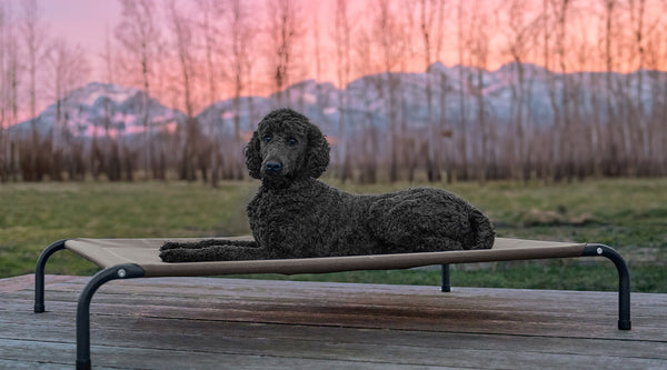 A dog sitting on a FurHaven Elevated Water Resistant Pet Cot staring at the camera. There is a pink and orange sunset over tree covered hills in the background.