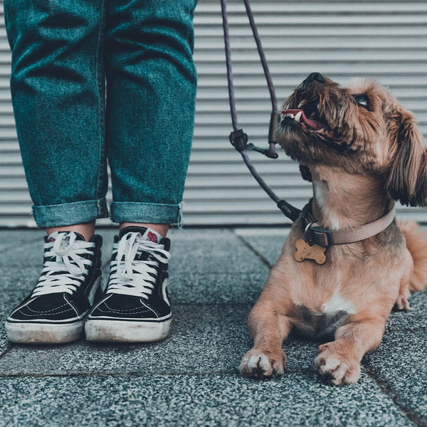 A very small brown dog with a collar and leash lying next to a human wearing green pants and black/white vans, both of which are standing on pavement in front of a metal wall, at FurHaven Pet Products