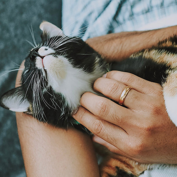 A black and white cat getting scritches while being held by a human wearing a gold ring at FurHaven Pet Products