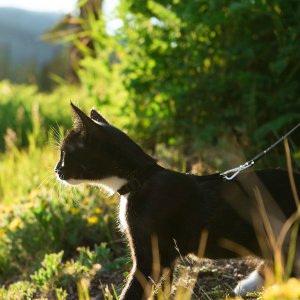 A cat on a leash in a sunlit grassy clearing coming out of a bush at FurHaven Pet Products