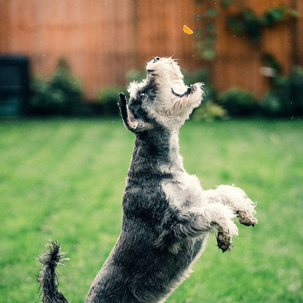 A gray and white dog jumping into the air to try and catch a treat. It is going to miss. They are out in the grass of a backyard, from FurHaven Pet Products