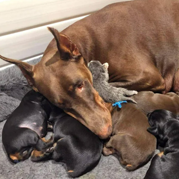 Ruby the brown dog, her many pups, and the kitten Ramblin' Rose lying together on a blanket at FurHaven Pet Products