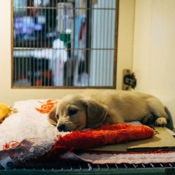 A downcast golden lab puppy lying on top of a red pet cushion, inside of a room with a window, at FurHaven Pet Products