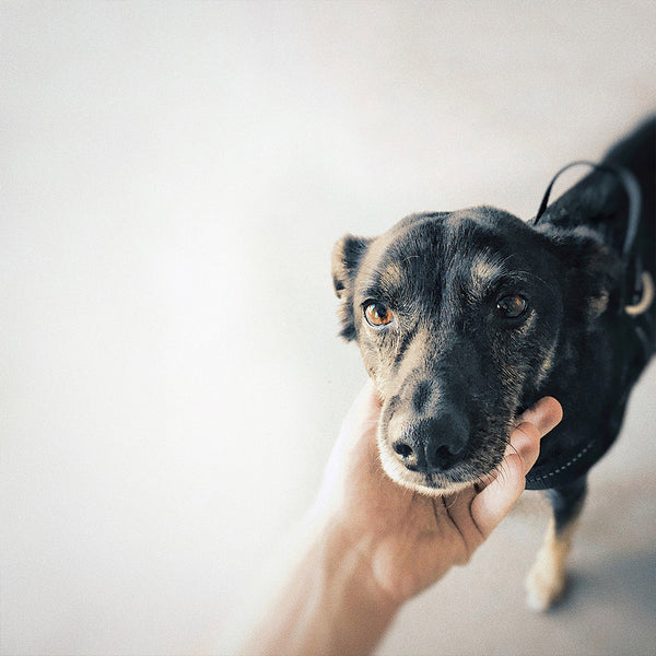 A human holding the head of a black and white dog, at FurHaven Pet Products