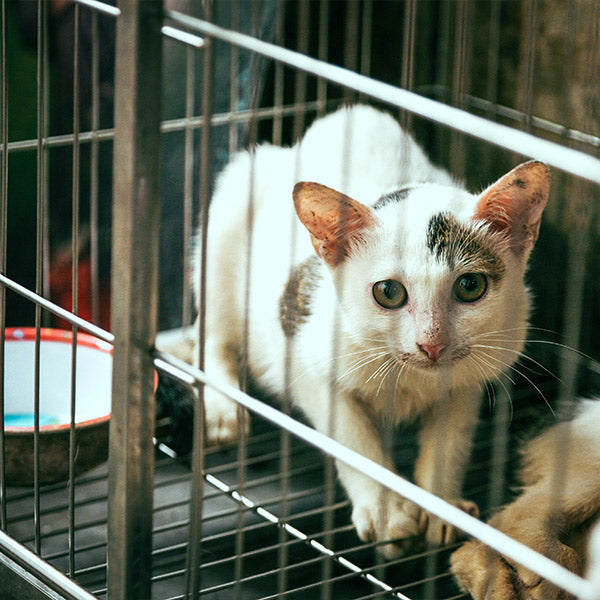 A white and brown spotted cat in a metal cage with a water bowl in it, looking up at the camera, from FurHaven Pet Products