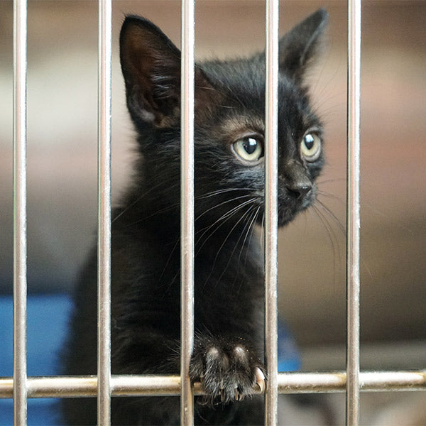 A small black cat rests it's paw on the front bar of a metal cage, at FurHaven Pet Products