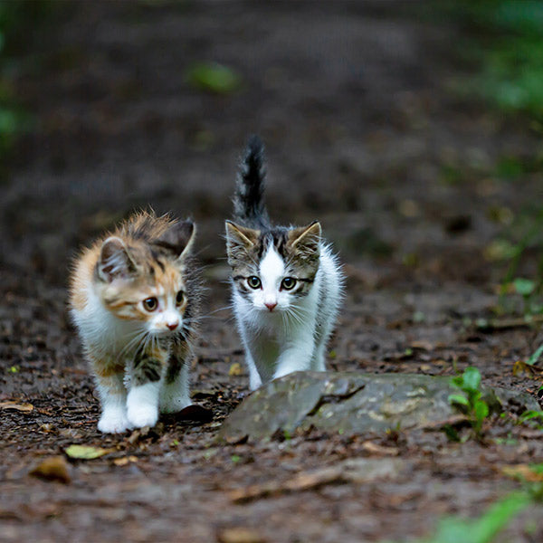 Two kittens having a walk in the mud outside, at FurHaven Pet Products