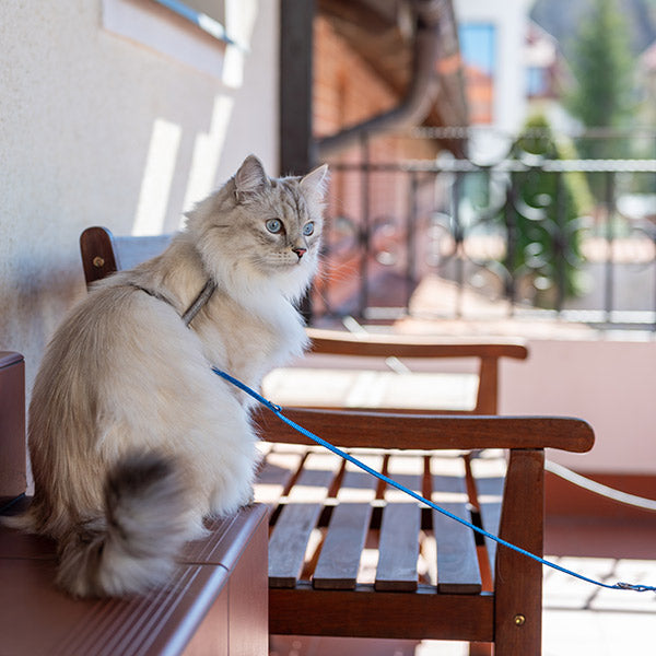 A white cat on a leash and harness sitting outside on a cupboard next to a bench from FurHaven Pet Products