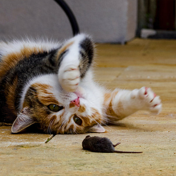 A brown, orange, and white cat on a floor with it's paws outstretched towards a mouse at FurHaven Pet Products