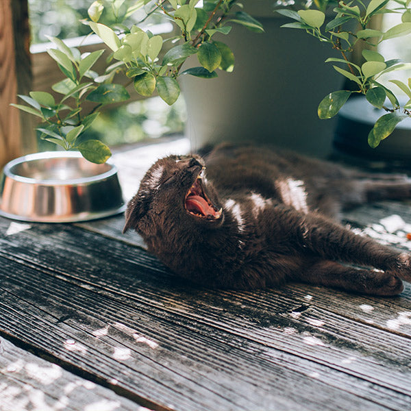 A black and white cat lying on a wooden deck mid-yawn, with a water bowl and plants around, from FurHaven Pet Products
