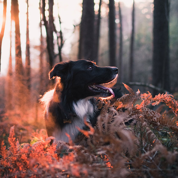A black and white dog sits in red ferns and looks to the right of the picture frame, in a sunlit forest clearing, at FurHaven Pet Products