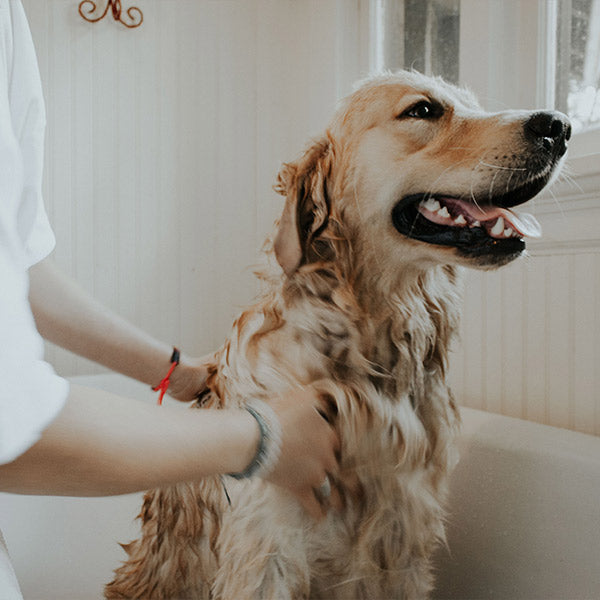 A human giving a blonde dog a soapy bath, while the dog looks quite happy, from FurHaven Pet Products .