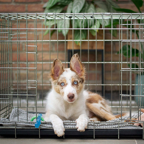 A dog lying in their crate.
