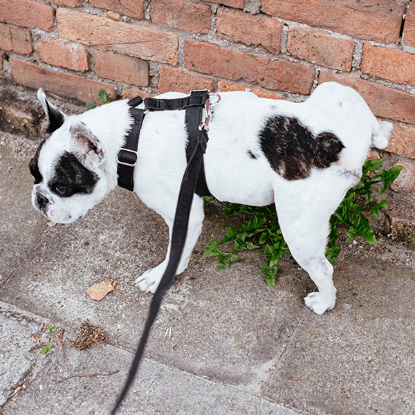 A spotted black and white bulldog going to the bathroom on a plant embedded within a brick wall, from FurHaven Pet Products