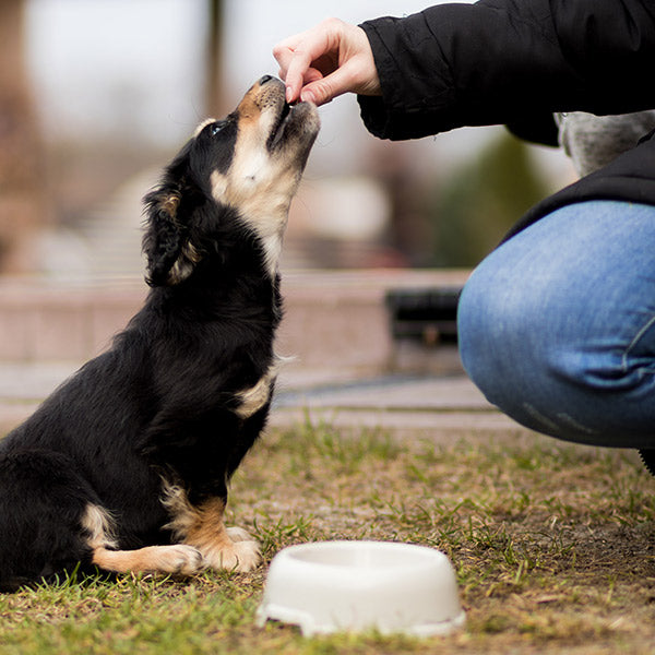 A black dog with brown paws waits patiently in front of a human, who is waiting to give them a dog treat. There's a bowl on the grassy ground below both of them, from FurHaven Pet Products