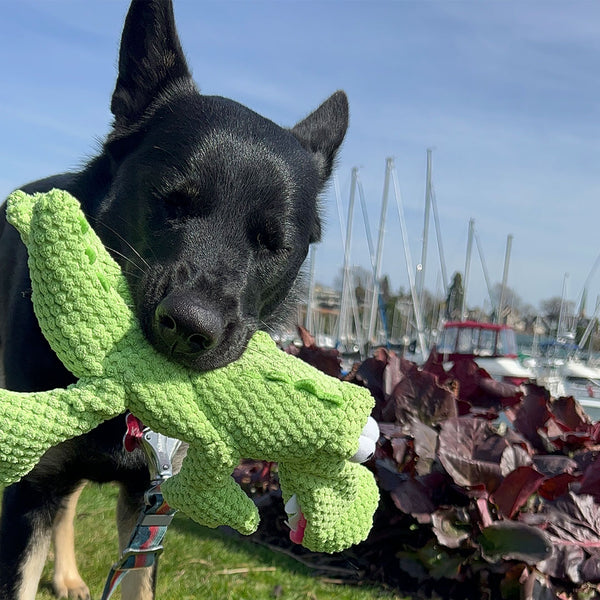 A black german shepherd dog with its eyes closed chews on a green alligator plush dog toy at FurHaven Pet Products