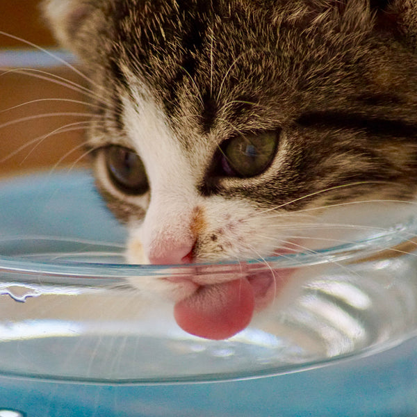 A close-up shot of a cat drinking water at FurHaven Pet Products