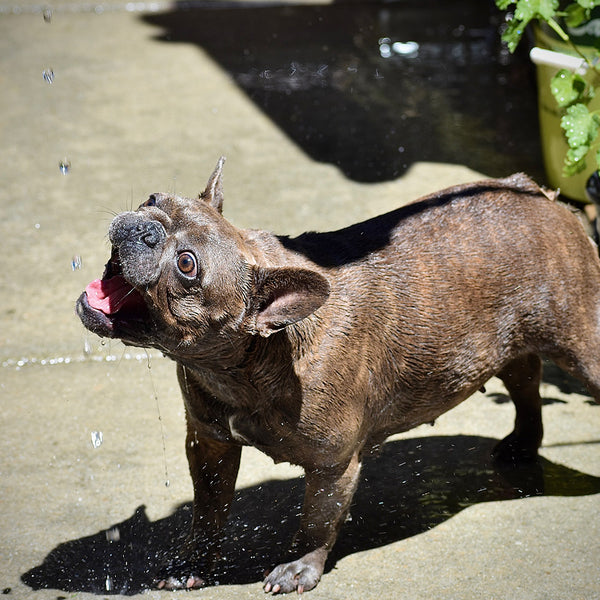 A bulldog having some fun with an out-of-shot sprinkler at FurHaven Pet Products