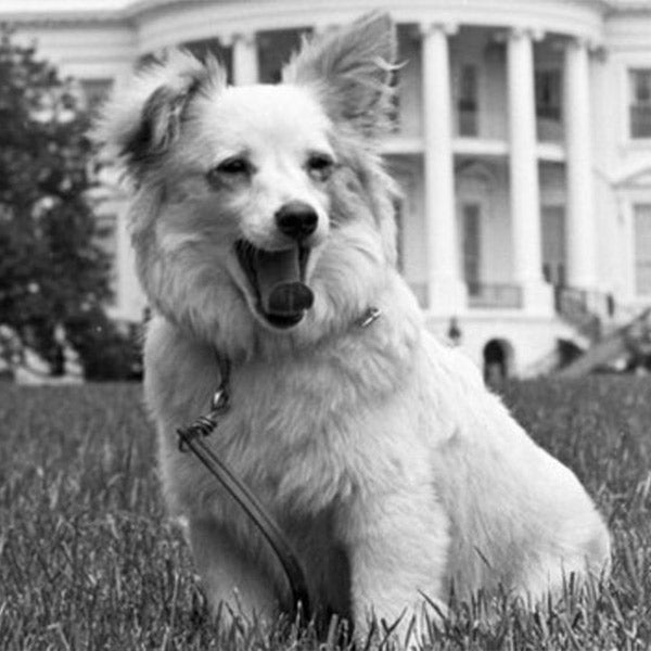 Pushinka the dog, posing on the lawn in front of the White House, from FurHaven Pet Products