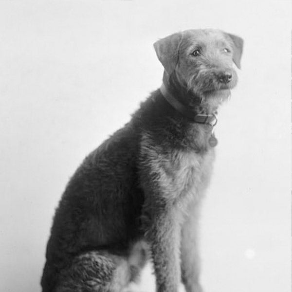 Warren G. Harding's dog, Laddie Boy, posing for a photo, at FurHaven Pet Products