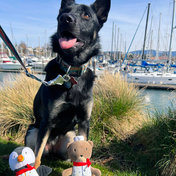 A black and brown german shepherd sits in green grass in a marine with boats and blue sky with a penguin and otter plush dog toy at Furhaven Pet Products.