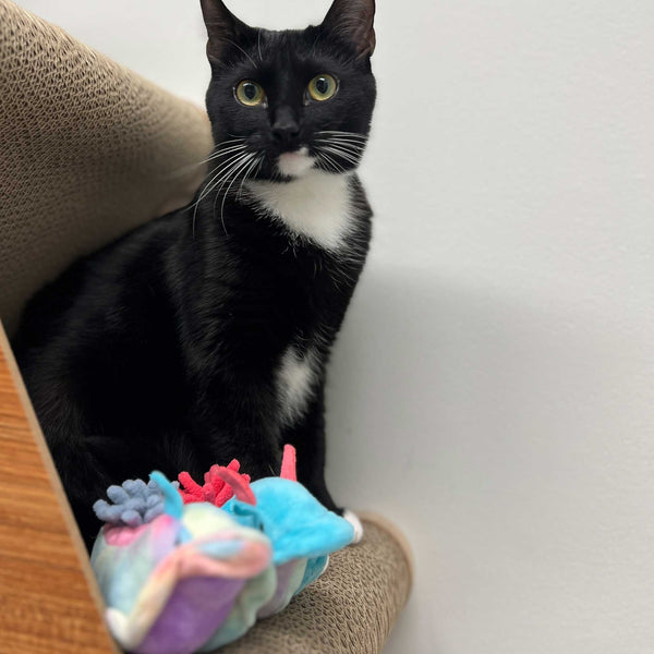 A black and white cat sits inside a carboard box with rainbow colored sea slug catnip cat toys at Furhaven Pet Products.