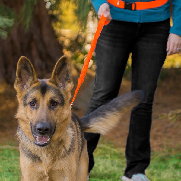 A German Shepherd on a walk with a human, who is using a Trail Pup Hands-Free Leash from FurHaven Pet Products
