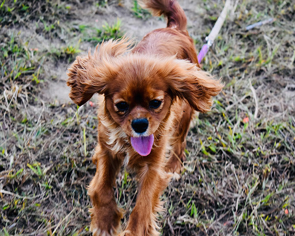 A small brown dog running through some muddy grass at FurHaven Pet Products