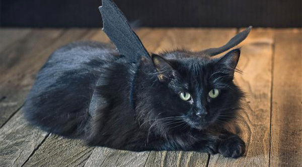 A black cat lying on a wooden table wearing a bat wings costume at FurHaven Pet Products