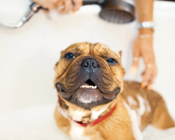 A happy looking bulldog getting a bath at FurHaven Pet Products