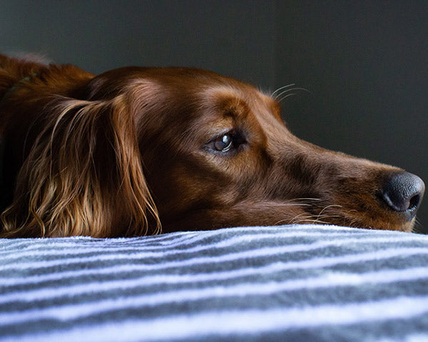 A brown, long hair dog lying on blue bed sheets with sun shining through blinds at FurHaven Pet Products