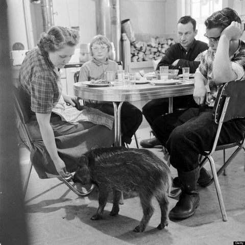 A person feeding a boar from a dinner table in an old photograph, from FurHaven Pet Products