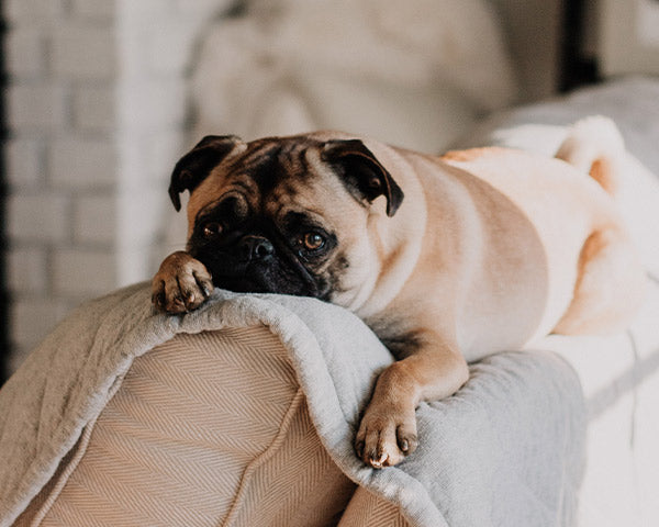 A brown pug lying on a white blanket on an orange couch at FurHaven Pet Products