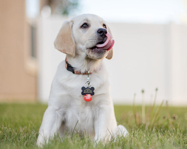 A white dog wearing a red collar sitting in the grass at FurHaven Pet Products