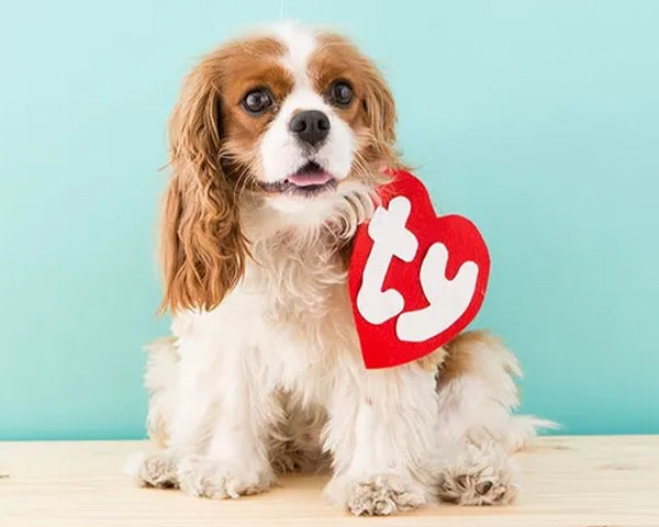 A small white and brown dog with a Beanie Baby tag costume in front of a blue background at FurHaven Pet Products