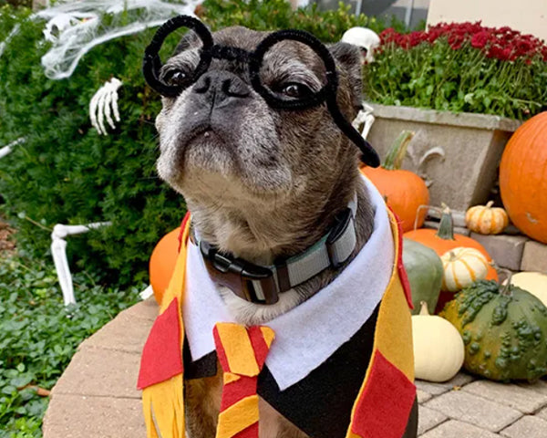 A gray bulldog outside on a lawn wearing a Harry Potter costume